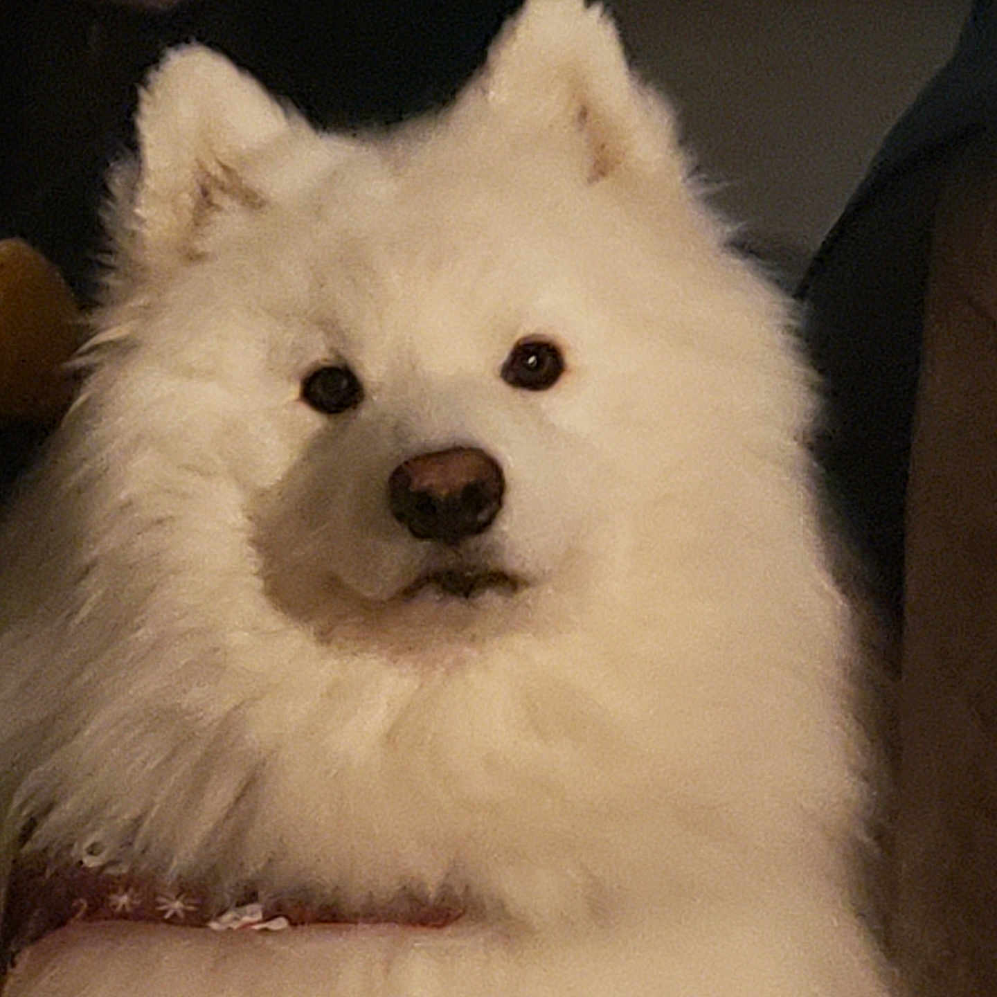 Specter joined the competition — help win amazing prizes! animal, calm, canine, closeup, collar, cozy, cute, dog, domestic, ears, eyes, face, fluffy, fur, indoor, mammal, nose, pet, portrait, white