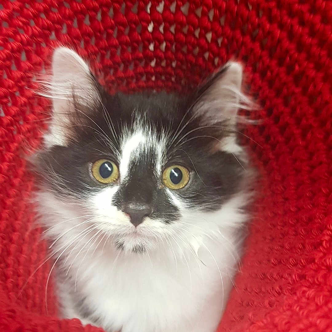 Loki joined the competition — help win amazing prizes! animal, black_and_white, cat, close_up, cozy, crocheted_basket, curious, cute, ears, furry, indoor, kitten, looking, pet, portrait, red, soft, whiskers, yellow_eyes, young