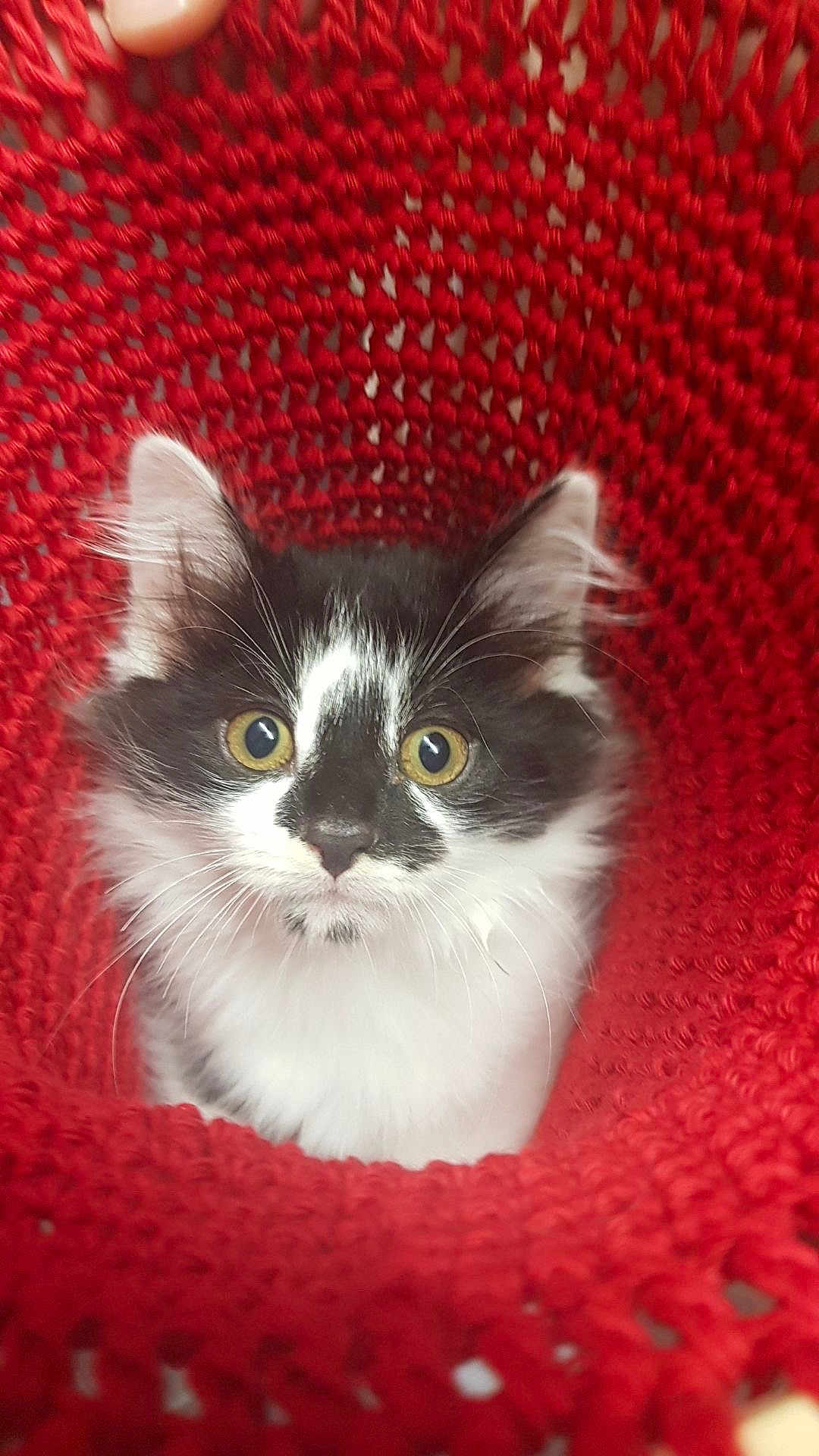 Loki