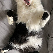 Loki is registered to the contest to win money with this photo: adorable, animal, bed, black_and_white, cat, cozy, cute, feline, fluffy, fur, indoor, lying_down, paws, pet, relaxed, resting, sleepy, soft, tongue_out, whiskers