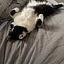 Loki joined the competition — help win amazing prizes! animal, bed, black_and_white, blanket, cat, cozy, cute, domestic, feline, fur, indoor, lying_down, mammal, paw, pet, relaxed, resting, sleeping, soft, whiskers