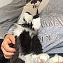 Loki joined the competition — help win amazing prizes! animal, black_and_white, cat, comfortable, cozy, cute, feline, fluffy, fur, gray_sweatshirt, hand, indoor, lakers, lap, paws, person, pet, relaxed, resting, sleeping