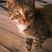 Bobbi is registered to the contest to win money with this photo: cat, tabby, green_eyes, whiskers, fur, wooden_deck, outdoor, pet, animal, close_up, curious, walking, domestic_cat, portrait, natural_light, brown, white_paw, feline, soft_background, detail