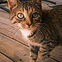 animal, brown, cat, close_up, curious, detail, domestic_cat, feline, fur, green_eyes, natural_light, outdoor, pet, portrait, soft_background, tabby, walking, whiskers, white_paw, wooden_deck