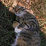 Bobbi joined the competition — help win amazing prizes! cat, tabby, grass, outdoor, animal, pet, feline, relaxed, sunlight, nature, fur, whiskers, ears, closeup, laying, cute, expression, paws, ground, daylight
