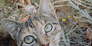 Bobbi joined the competition — help win amazing prizes! cat, tabby_cat, green_eyes, whiskers, close_up, outdoor, grass, yellow_flowers, nature, curious, animal, pet, feline, portrait, looking_up, ears, fur, daylight, wildlife, mammal