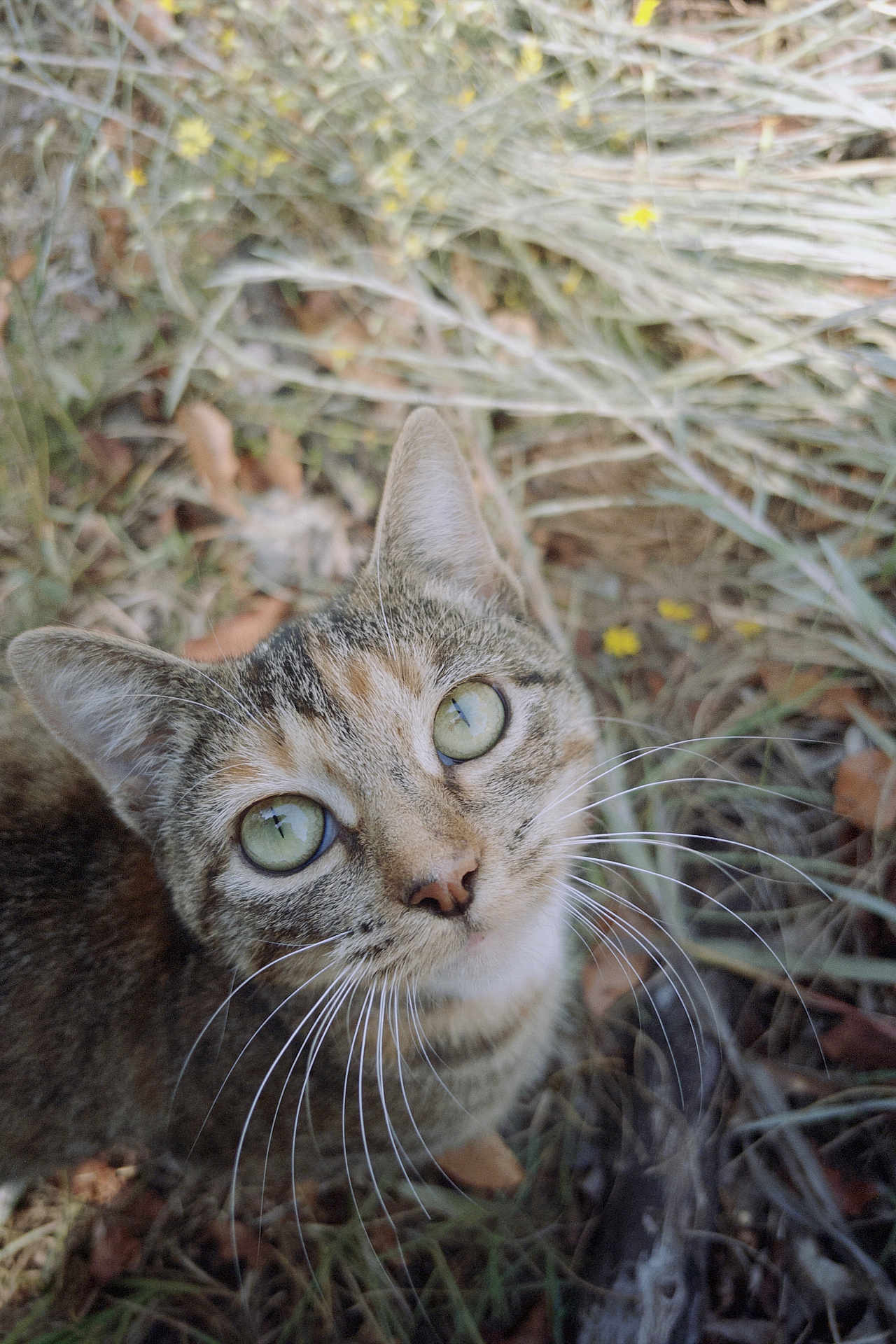 Bobbi joined the competition — help win amazing prizes! cat, tabby_cat, green_eyes, whiskers, close_up, outdoor, grass, yellow_flowers, nature, curious, animal, pet, feline, portrait, looking_up, ears, fur, daylight, wildlife, mammal