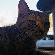 Bobby is registered to the contest to win money with this photo: cat, tabby, close_up, whiskers, fur, animal, pet, outdoor, nature, portrait, feline, face, ears, eyes, domestic_animal, mammal, cute, resting, soft_light, shadows