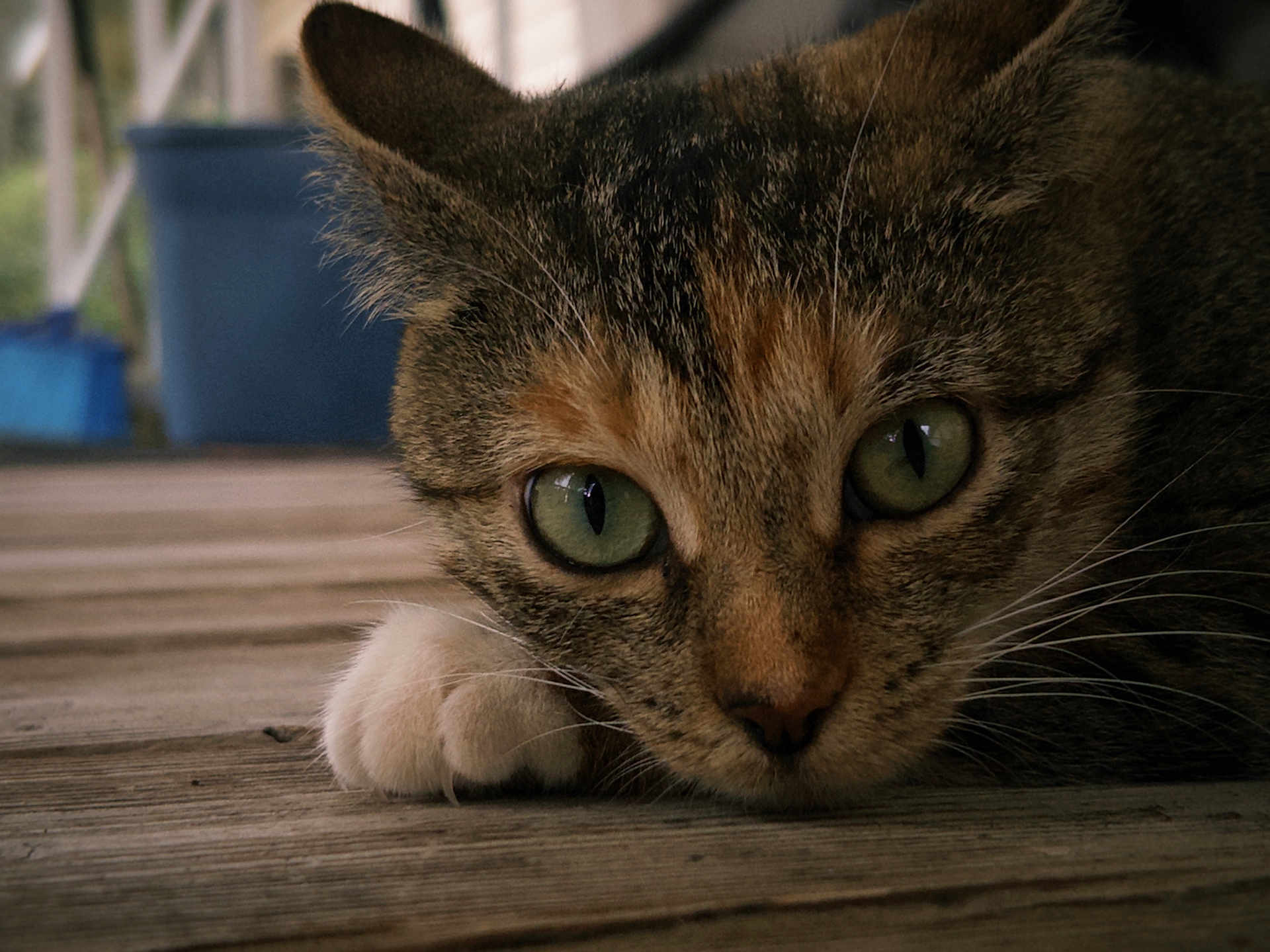 Bobby joined the competition — help win amazing prizes! cat, tabby_cat, green_eyes, close_up, paw, wooden_floor, pet, animal, feline, resting, lying_down, whiskers, ears, fur, nature, outdoor, portrait, cute, domestic_cat, relaxed