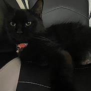 Sophie joined the competition — help win amazing prizes! accessories, angora, animal, bird, blackbird, blackcat, bodypart, cat, chair, couch, cushion, furniture, headrest, homedecor, kitten, manx, mouth, person, pet, tongue