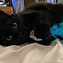 accessories, animal, bed, bedroom, blackcat, blanket, canine, cat, couch, dog, egyptiancat, featherboa, furniture, indoors, kitten, manx, person, pet, room