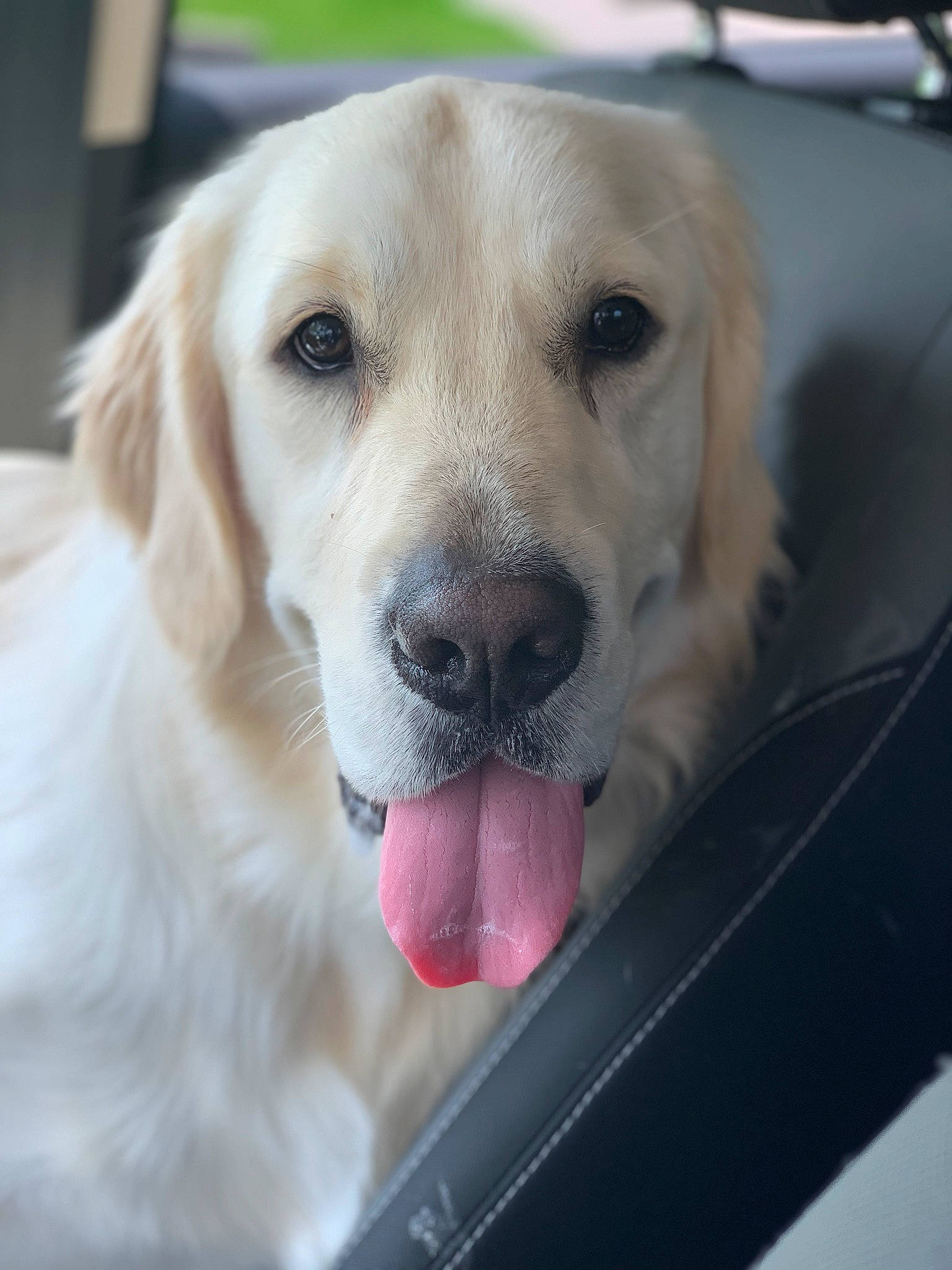 Bentley is registered to the contest to win money with this photo: beagador, canidae, carnivore, companion_dog, dog, dog_breed, ear, fawn, fur, golden_retriever, labrador_retriever, mammal, nose, puppy, rare_breed_dog, retriever, snout, sporting_group, vertebrate, whiskers