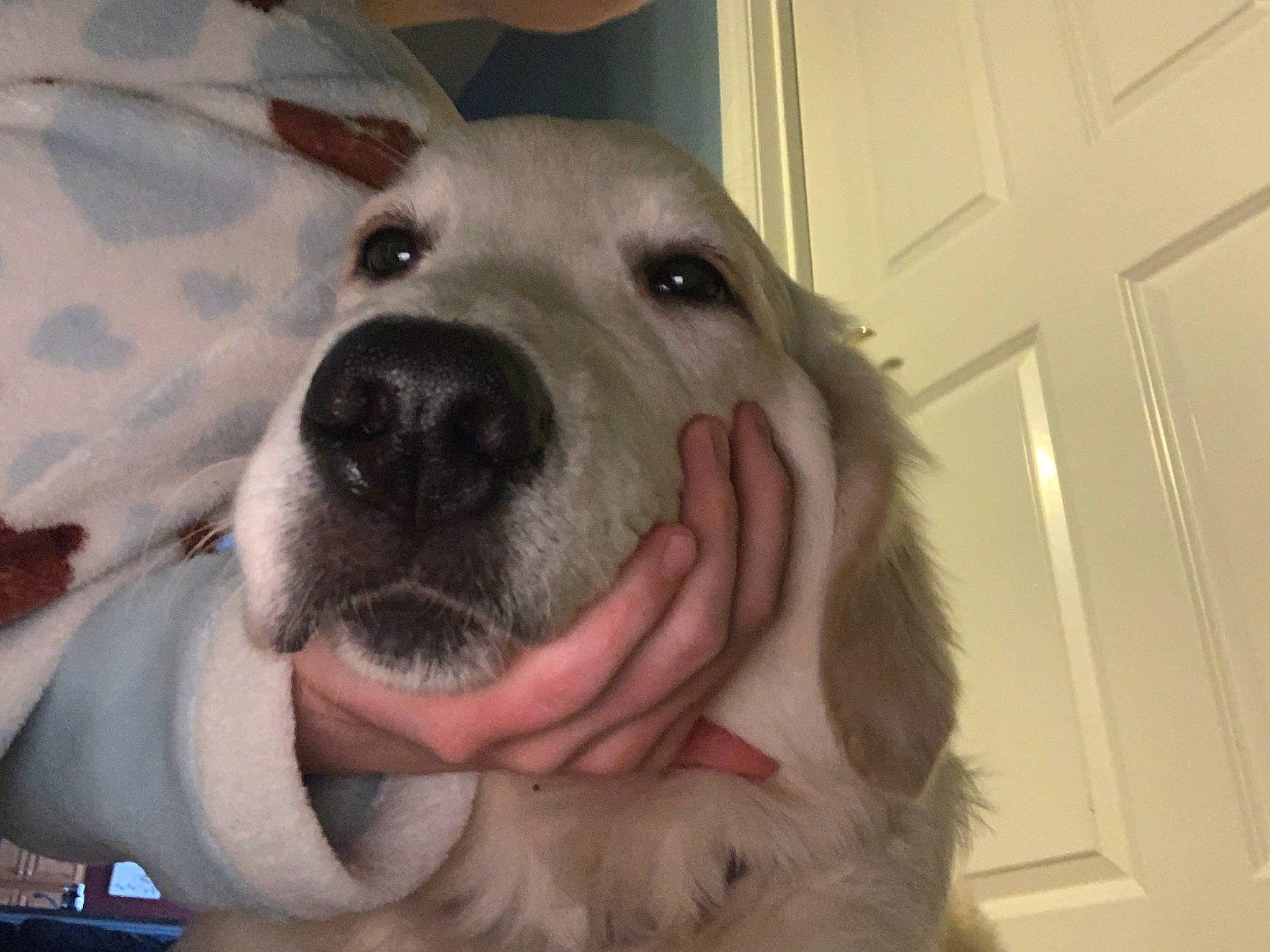 Charleigh is registered to the contest to win money with this photo: canidae, carnivore, companion_dog, dog, dog_breed, ear, fawn, golden_retriever, labrador_retriever, mammal, nose, rare_breed_dog, retriever, snout, sporting_group, vertebrate, whiskers