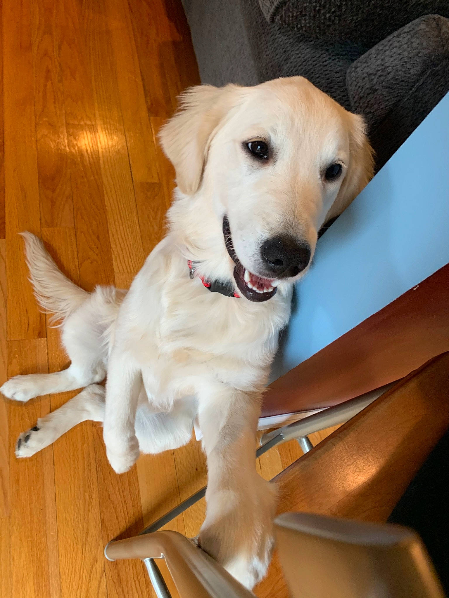 Charleigh joined the competition — help win amazing prizes! canidae, carnivore, companion_dog, dog, dog_breed, fawn, golden_retriever, labrador_retriever, mammal, puppy, rare_breed_dog, retriever, small_greek_domestic_dog, snout, sporting_group, vertebrate