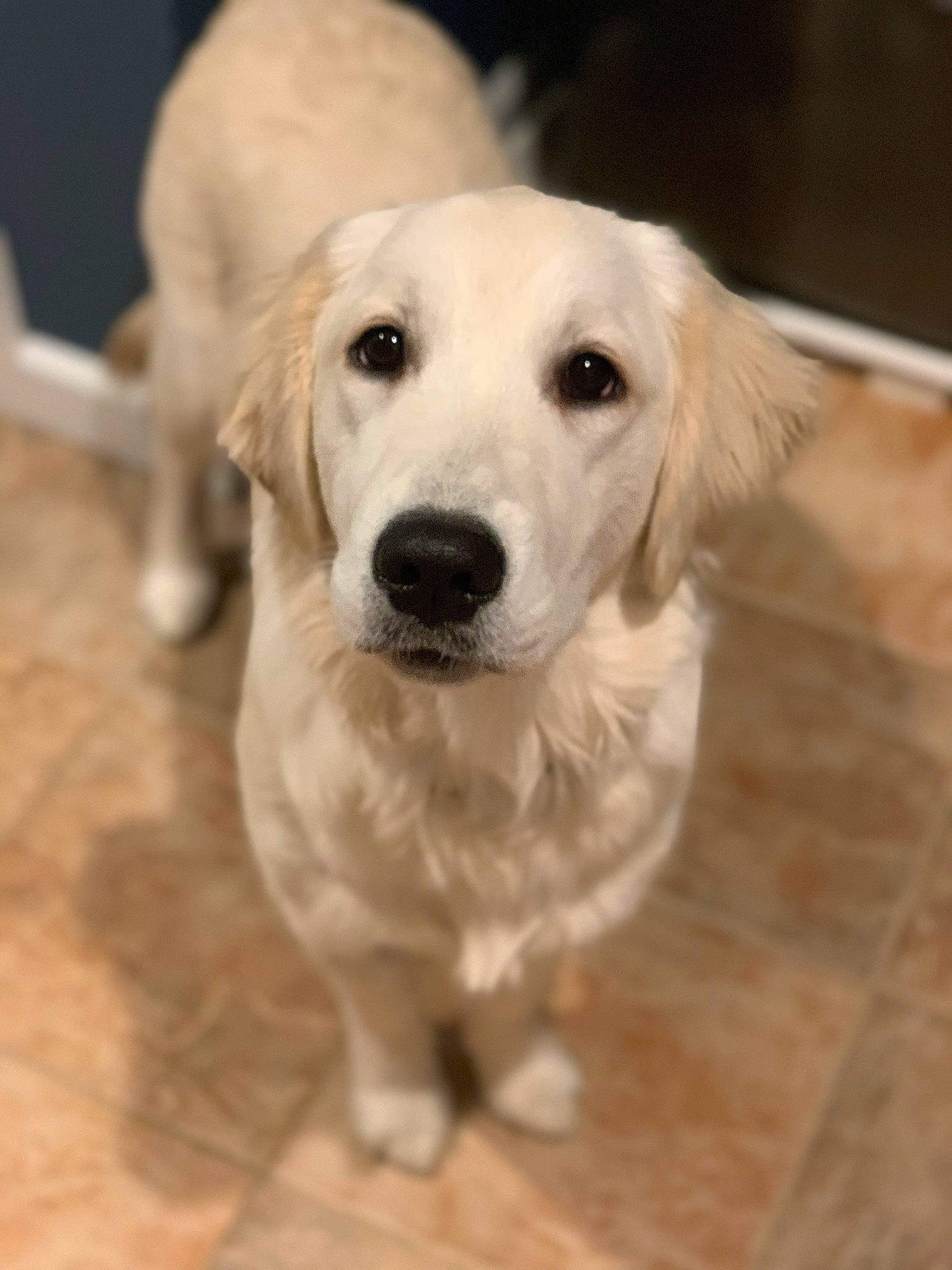 Charleigh is registered to the contest to win money with this photo: beagador, canidae, carnivore, companion_dog, dog, dog_breed, fawn, fur, golden_retriever, labrador_retriever, mammal, nose, puppy, rare_breed_dog, retriever, small_greek_domestic_dog, snout, sporting_group, vertebrate, whiskers