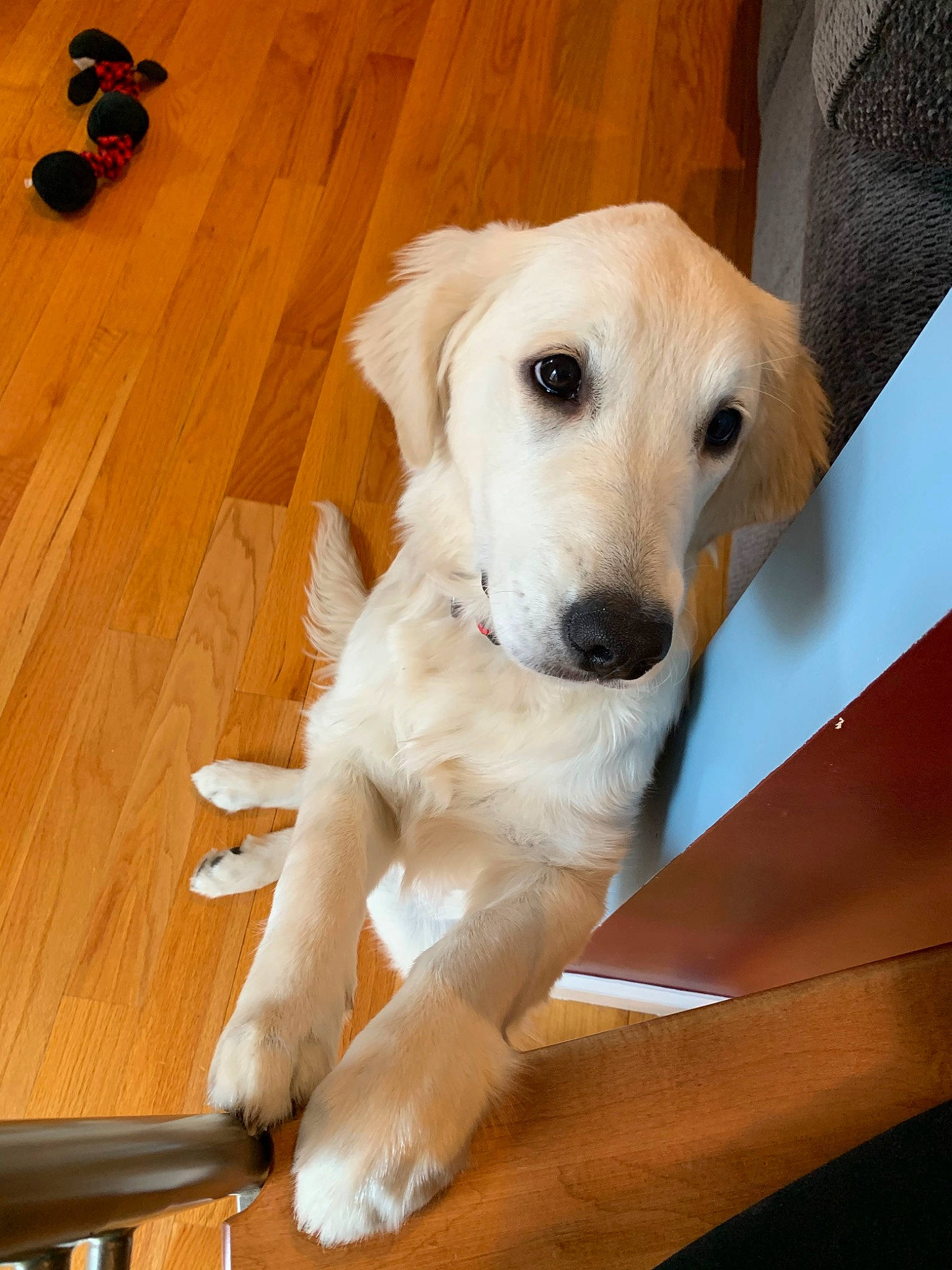 Charleigh joined the competition — help win amazing prizes! akbash_dog, beagador, canidae, carnivore, companion_dog, dog, dog_breed, fawn, golden_retriever, labrador_retriever, mammal, rare_breed_dog, retriever, snout, sporting_group, vertebrate