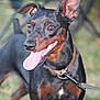 Pitchoune participe au concours pour gagner de l'argent avec cette photo : dog, pet, animal, black, brown, tan, leash, collar, tongue, ears, outdoor, grass, happy, canine, mammal, closeup, portrait, walking, playful, domestic