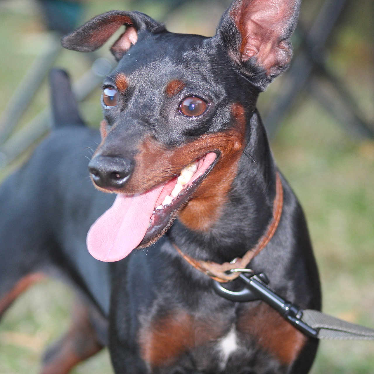 Pitchoune participe au concours pour gagner de l'argent avec cette photo : animal, black, brown, canine, closeup, collar, dog, domestic, ears, grass, happy, leash, mammal, outdoor, pet, playful, portrait, tan, tongue, walking
