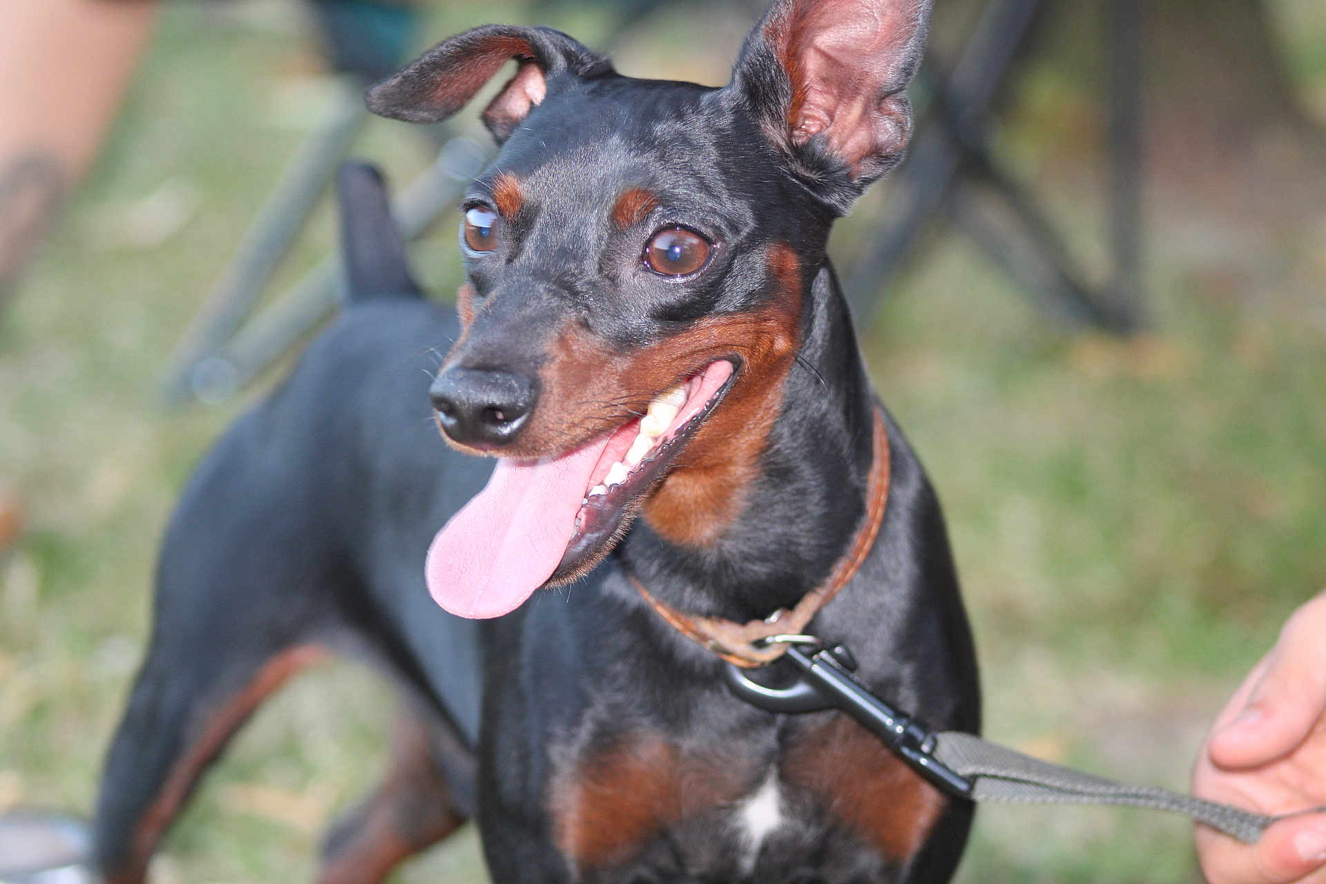 Pitchoune participe au concours pour gagner de l'argent avec cette photo : dog, pet, animal, black, brown, tan, leash, collar, tongue, ears, outdoor, grass, happy, canine, mammal, closeup, portrait, walking, playful, domestic