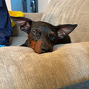 Pitchoune a rejoint le concours — aidez-le/la à gagner de superbes lots ! dog, resting, couch, beige, ears, sleepy, pet, indoor, living_room, cozy, relaxed, canine, furniture, home, animal, closeup, brown, black, snout, portrait