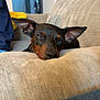 dog, resting, couch, beige, ears, sleepy, pet, indoor, living_room, cozy, relaxed, canine, furniture, home, animal, closeup, brown, black, snout, portrait