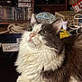 Swarek participe au concours pour gagner de l'argent avec cette photo : cat, fluffy, gray_and_white, green_eyes, looking_up, indoor, table, bookshelf, rope, cluttered_background, domestic_cat, pet, whiskers, fur, curious, close_up, animal, feline, sitting, household