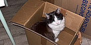 Swarek a rejoint le concours — aidez-le/la à gagner de superbes lots ! cat, cardboard_box, indoor, floor, furniture_leg, stacked_boxes, pet, animal, black_and_white, fur, sitting, cozy, wooden_floor, home, domestic, relaxed, box_flap, room, storage, quiet