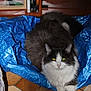 Swarek participe au concours pour gagner de l'argent avec cette photo : cat, fluffy, black_and_white, blue_tarp, indoor, floor_tiles, bookshelf, manga, anime, dvd, relaxed, pet, fur, paw, resting, domestic, animal, cozy, home, sitting