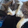 cat, sleeping, feline, table, puzzle_boxes, glass, indoor, fur, resting, cute, pet, domestic_animal, whiskers, pink_nose, relaxation, household_items, wooden_surface, gray_fur, white_fur, cozy