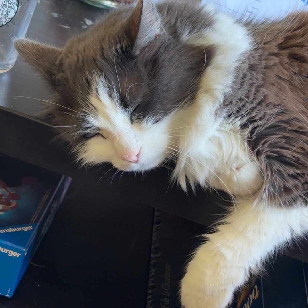 Swarek participe au concours pour gagner de l'argent avec cette photo : cat, cozy, cute, domestic_animal, feline, fur, glass, gray_fur, household_items, indoor, pet, pink_nose, puzzle_boxes, relaxation, resting, sleeping, table, whiskers, white_fur, wooden_surface