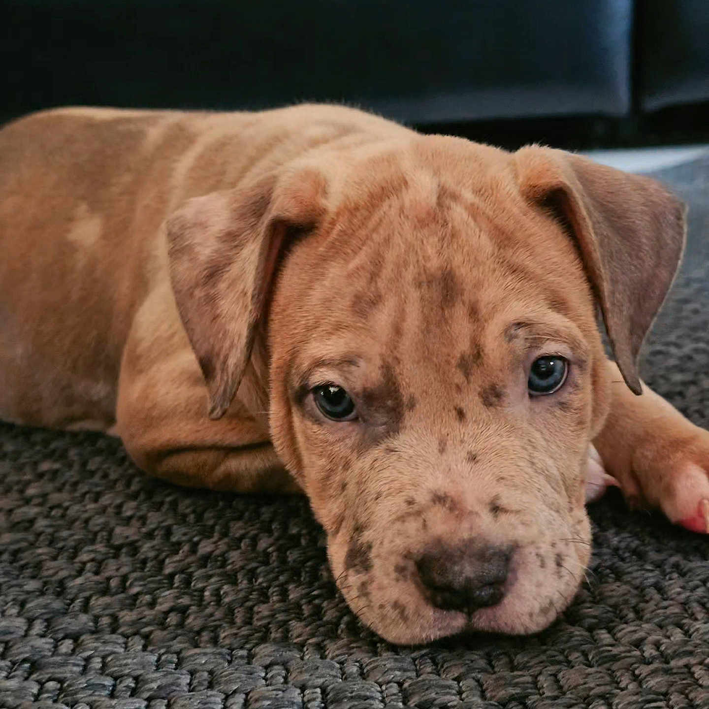 Bronx participe au concours pour gagner de l'argent avec cette photo : puppy, dog, brown_fur, laying_down, carpet, closeup, pet, animal, cute, domestic_animal, indoor, portrait, young_dog, fur, ears, eyes, nose, snout, resting, floor