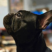 Iris is registered to the contest to win money with this photo: dog, black_dog, pet, animal, close-up, portrait, ears, fur, indoor, looking_up, side_profile, muzzle, whiskers, eye, snout, canine, domestic_animal, companion, focus, soft_background