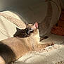 cat, siamese_cat, blue_eyes, sunlight, shadow, blanket, couch, indoor, relaxed, pet, feline, fur, whiskers, ear, nose, paw, texture, cozy, resting, animal
