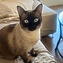 Hitch a rejoint le concours — aidez-le/la à gagner de superbes lots ! cat, siamese_cat, blue_eyes, pet, feline, indoor, couch, pillow, blanket, window, natural_light, cozy, home, wood_floor, table, curious, sitting, fur, whiskers, relaxed