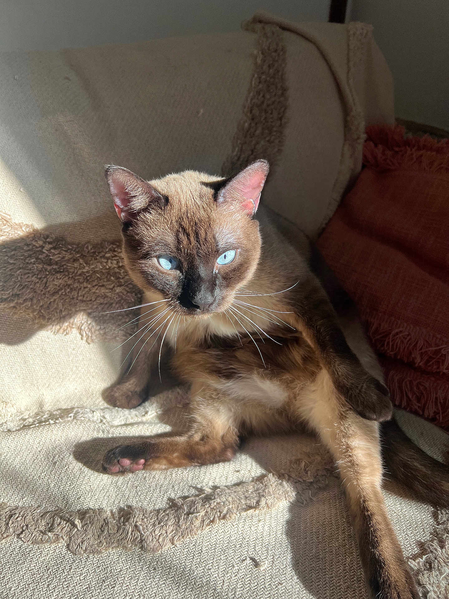 Hitch participe au concours pour gagner de l'argent avec cette photo : cat, siamese_cat, blue_eyes, whiskers, fur, sunlight, shadow, blanket, beige, texture, relaxed, indoor, pet, animal, paw, ears, tail, sitting, closeup, feline