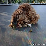 Milouse participe au concours pour gagner de l'argent avec cette photo : cat, tabby, trampoline, outdoor, sunlight, lens_flare, fur, resting, sleeping, greenery, trees, fence, shed, nature, pet, animal, calm, relaxation, daylight, closeup