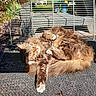Milouse participe au concours pour gagner de l'argent avec cette photo : cat, tabby, fluffy, sleeping, sunlight, outdoor, garden, metal_rack, plant, potted_plant, fur, relaxed, nap, paw, shadow, concrete, texture, daylight, nature, animal