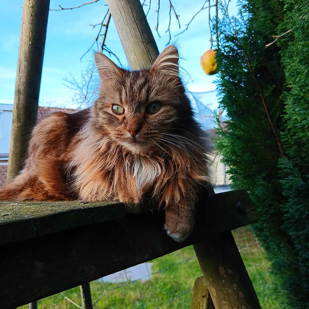 Milouse participe au concours pour gagner de l'argent avec cette photo : cat, long_hair, outdoor, wood, tree, greenery, blue_sky, fence, nature, pet, animal, resting, fur, whiskers, portrait, sunlight, branch, leaf, garden, mammal