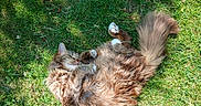 Milouse a rejoint le concours — aidez-le/la à gagner de superbes lots ! cat, fluffy, tabby, grass, outdoor, sunlight, sleeping, relaxed, pet, animal, nature, cute, feline, resting, paw, tail, fur, summer, daylight, peaceful