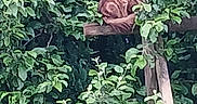 Milouse participe au concours pour gagner de l'argent avec cette photo : animal, camouflage, cat, foliage, garden, greenery, hidden, leaves, nature, orange_tabby, outdoor, peaceful, plant, quiet, resting, sleeping, summer, tree, trunk, wooden_beam