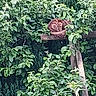 cat, orange_tabby, sleeping, wooden_beam, greenery, leaves, foliage, outdoor, nature, tree, plant, resting, animal, hidden, camouflage, peaceful, quiet, summer, garden, trunk