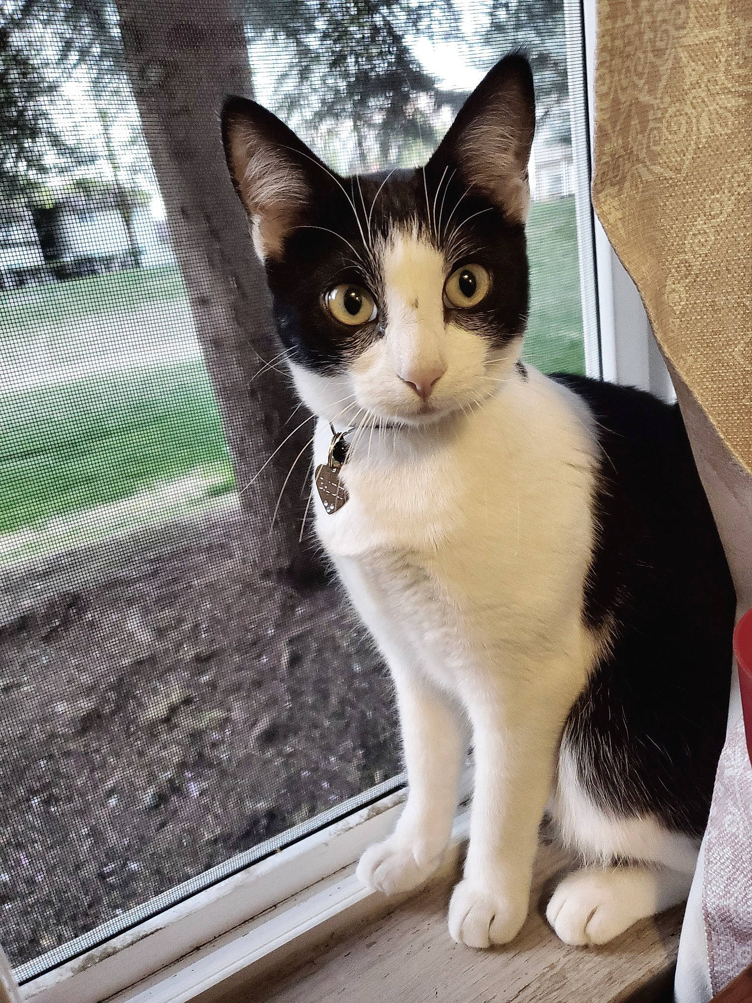 Bandit is registered to the contest to win money with this photo: carnivore, cat, domestic_short_haired_cat, felidae, fur, grass, paw, photo_caption, plant, sitting, small_to_medium_sized_cats, snout, tail, terrestrial_animal, tree, whiskers, window