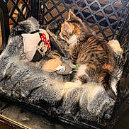 Zoe Partee joined the competition — help win amazing prizes! animal_toy, black_crate, cat, comfort, cozy, cute, domestic_cat, feline, fluffy_blanket, fur, indoor, kitten, minnie_mouse_sock, pet, plastic_crate, relaxation, resting, small_animal, striped_cat, toy_mouse