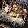 animal_toy, black_crate, cat, comfort, cozy, cute, domestic_cat, feline, fluffy_blanket, fur, indoor, kitten, minnie_mouse_sock, pet, plastic_crate, relaxation, resting, small_animal, striped_cat, toy_mouse