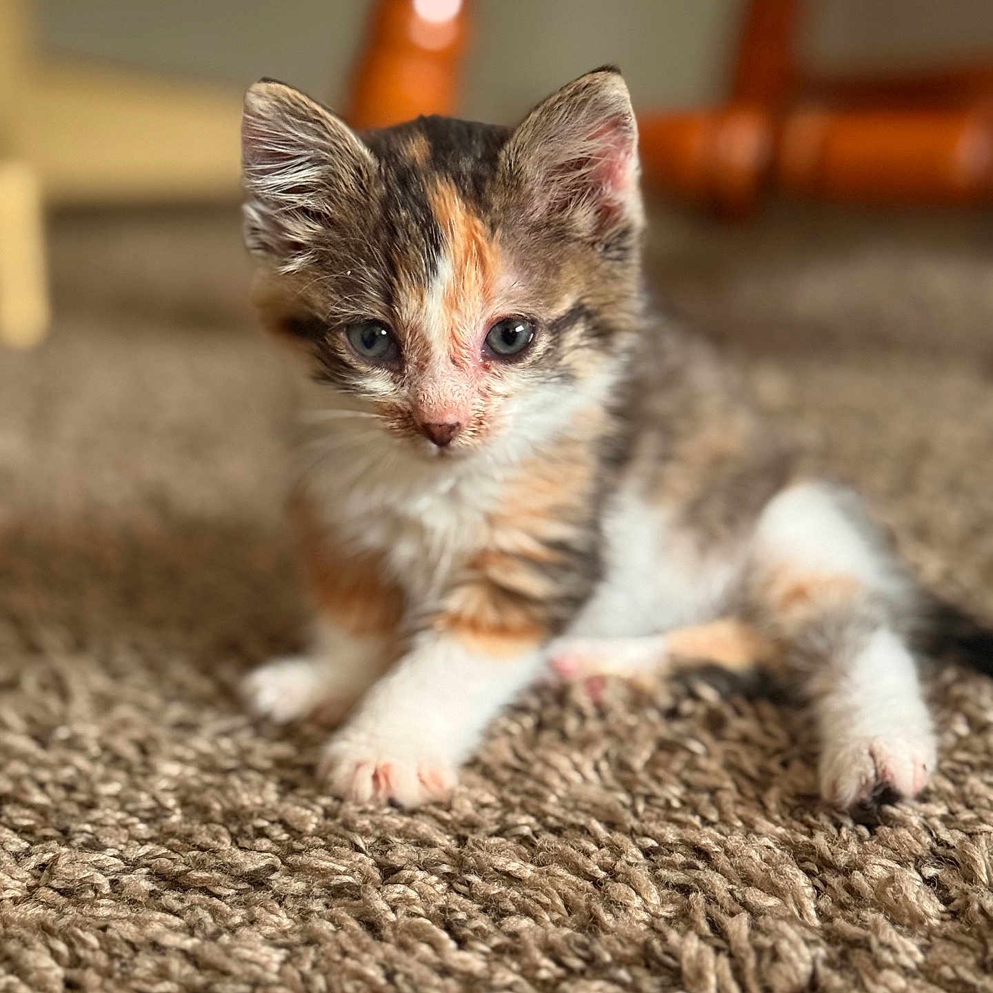 Zoe Partee joined the competition — help win amazing prizes! animal, calico, carpet, cat, curious, cute, domestic, ears, feline, fur, home, indoor, kitten, paws, pet, small, soft, texture, whiskers, young
