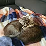 Aka Et Alfi participe au concours pour gagner de l'argent avec cette photo : animal, blanket, cat, cozy, cuddle, cute, cute_animals, domestic_cat, furry, gray_cat, indoor, kitten, pet, relaxing, resting, sleeping, snuggling, soft, tabby, two_kittens