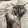 Ulys a rejoint le concours — aidez-le/la à gagner de superbes lots ! animal, blanket, cat, close_up, cozy, cute, feline, fluffy, fur, gray_tabby, indoor, mammal, nap, peaceful, pet, relaxation, resting, sleeping, soft_texture, whiskers