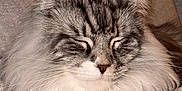 Ulys participe au concours pour gagner de l'argent avec cette photo : animal, blanket, cat, couch, cozy, cute, ears, face, feline, fluffy, fur, indoor, long_hair, nose, pet, relaxed, resting, sleeping, soft, whiskers