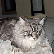 Ulys a rejoint le concours — aidez-le/la à gagner de superbes lots ! animal, blanket, cat, closeup, comfortable, couch, cozy, domestic, feline, fluffy, fur, gray, indoor, mammal, pet, relaxed, resting, sleeping, soft, white