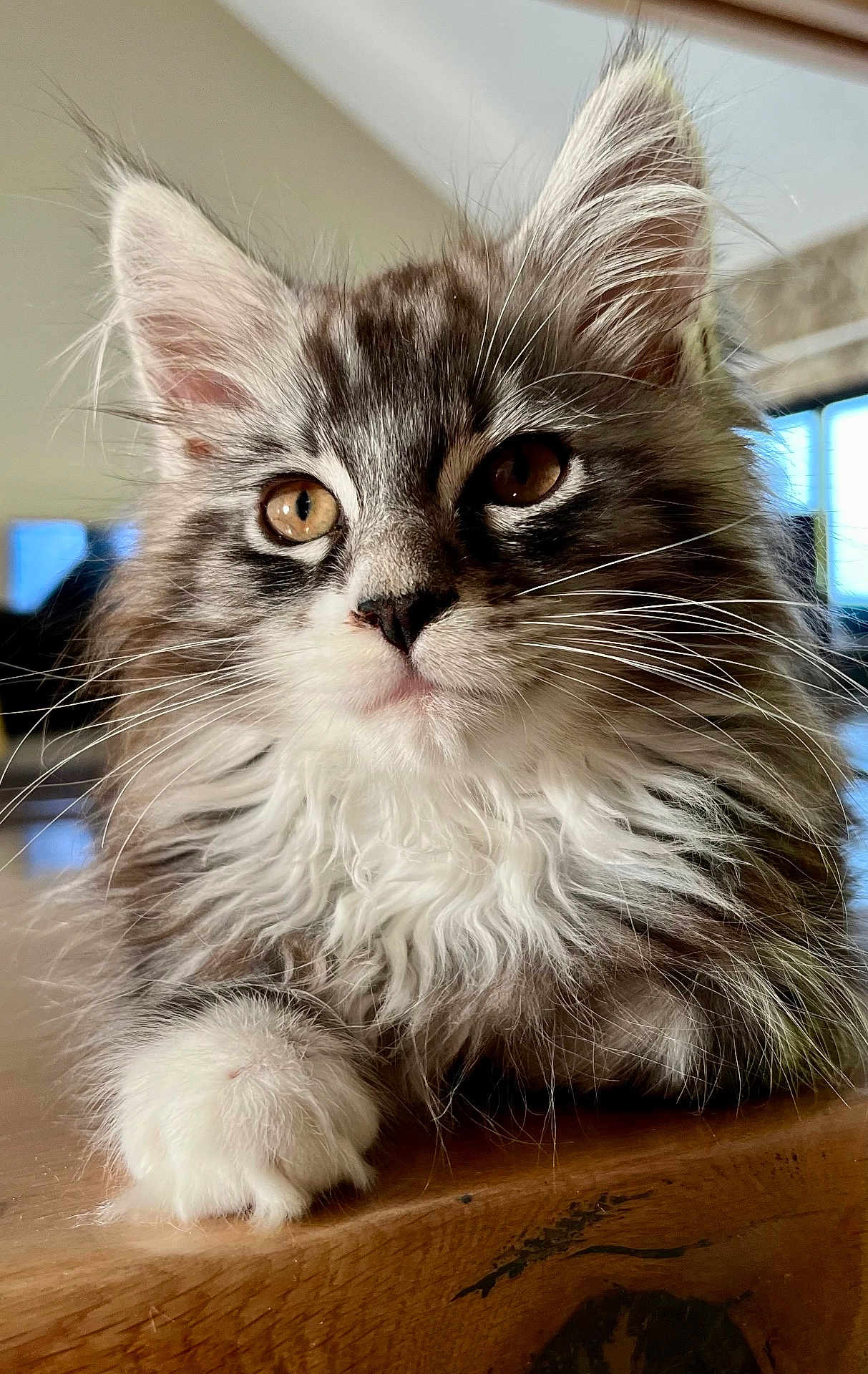 Ulys a rejoint le concours — aidez-le/la à gagner de superbes lots ! animal, brown, cat, closeup, cute, domestic, eyes, face, fluffy, fur, indoor, kitten, paw, pet, portrait, relaxed, whiskers, white, wooden_surface, young